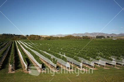 vines along the road, Marlborough region, South Island