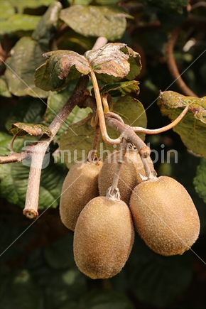 kiwifruit