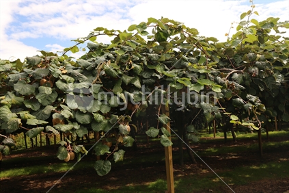 kiwi orchard