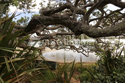 Old Pohutakawa tree, Coromandel