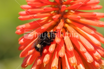 Kniphofia closeup with bee