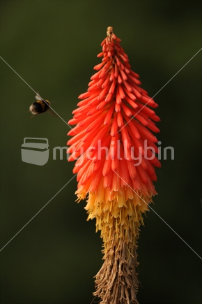 Kniphofia closeup with bee