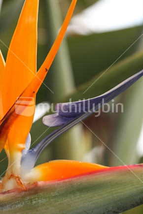 Strelitzia / crane lily