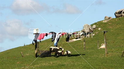 Sheep lying under the laundry 
