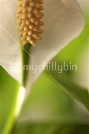 Spathiphyllum 