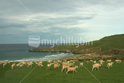 Sheep at Otago Peninsula