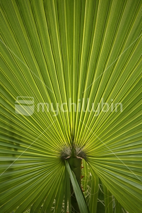Palm tree closeup 