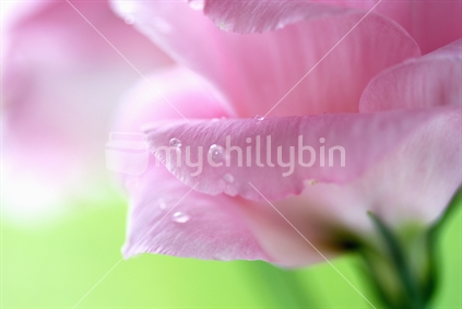Delicate petals of a Lisianthus flower, pretty in pink