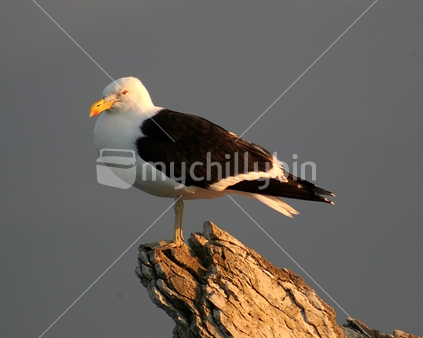 Black-back seagull on a rock, in the early morning light