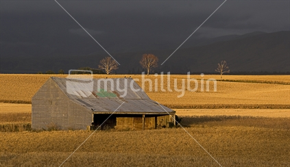 Old Barn in golden fields of grain at sunrise