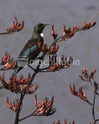 Tui perched on flax stem covered in red flowers