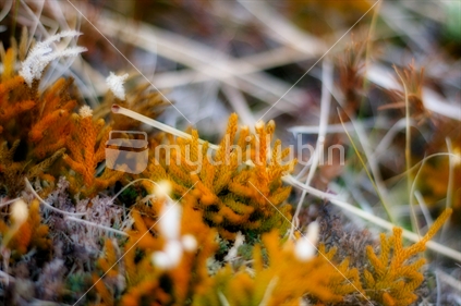 Plant life along the Silver Peaks range, just outside of Dunedin