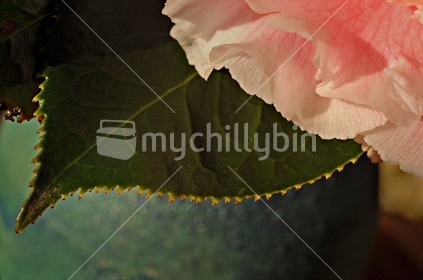 Camellia and Leaf.