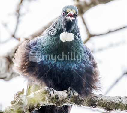Artistic Treatment of Chatteringing Tui