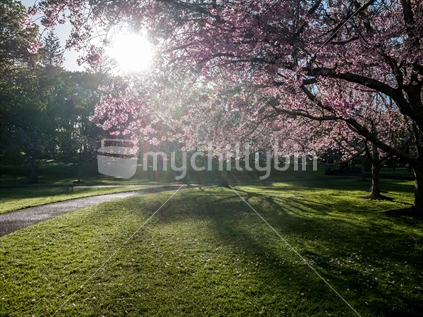 Filtered Light Through Cherry Trees