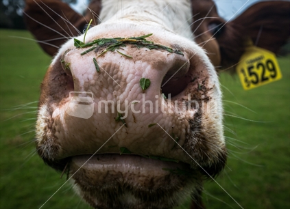 Friendly Cows Nose at Cornwall Park