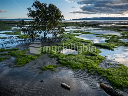 Low Tide at Manukau Harbour at end of 