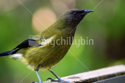 Korimako, Bellbird NZ native