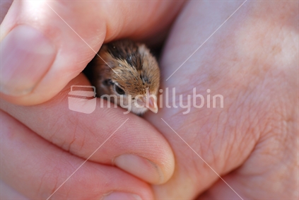 Quail chick in hands