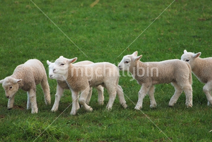 Lambs on the go