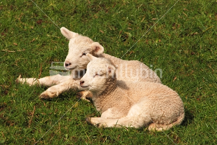Lambs sitting together
