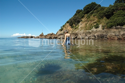 Wading in the clear water of Northeast Bay, Tiritiri Matangi Island
