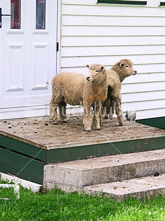 Lambs on back door steps