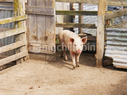 A pig in its trough 