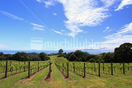 grape vines overlooking the Waitemata Harbour, Waiheke Island