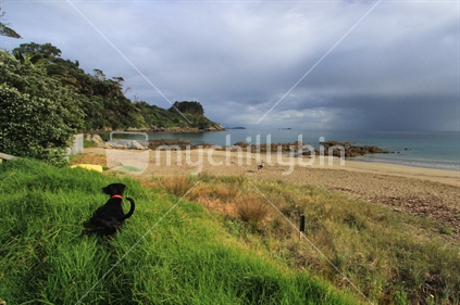 Dog in the grass Palm Beach Looking out at Mawhitipana Bay