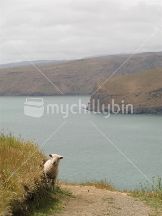 A lamb surveying the area