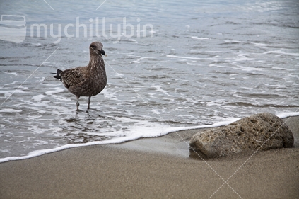 A young Black Back Sea Gull