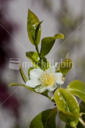 Tea Tips and Flower, Camellia sinensis, grown in New Zealand 