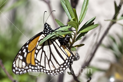 Monarch Butterfly laying eggs on a Swan plant