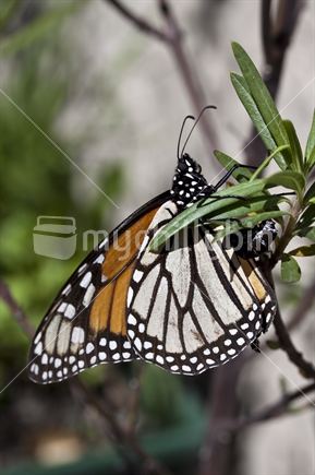 Monarch Butterfly laying eggs on a Swan plant