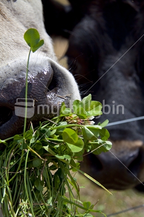 Feeding the cows 