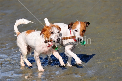 Pair of Jack Russells fetching stick out of water