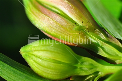 Aphid camouflaged on flower bud.