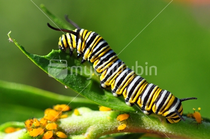 Monarch caterpillar, on leaf with aphids.