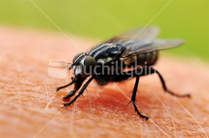 Yuck; fly on my arm!