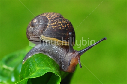 Snail on silver beet