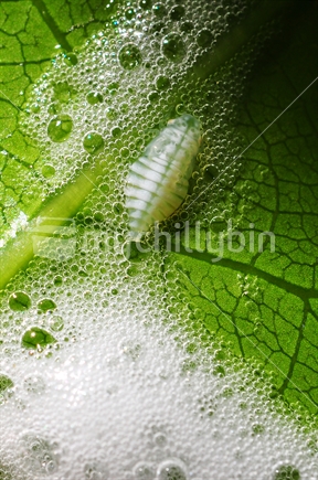 Spittlebug larvae on a leaf.