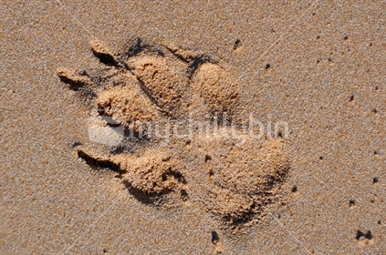 Dog footprint on golden sand beach