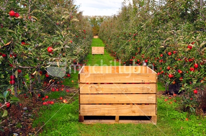Rows of apples with bins being filled with the harvest - Tasman District
