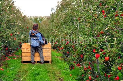 Seasonal fruit picker picking ripe apples on a commercial orchard in Tasman, New Zealand. 