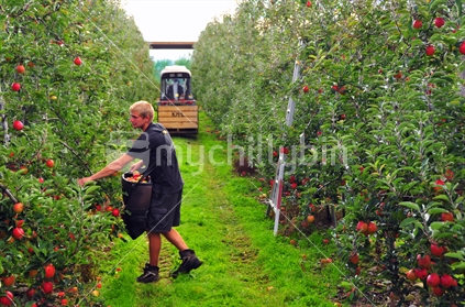 Seasonal fruit picker harvesting apples on commercial orchard, in the Tasman District, South Island, New Zealand