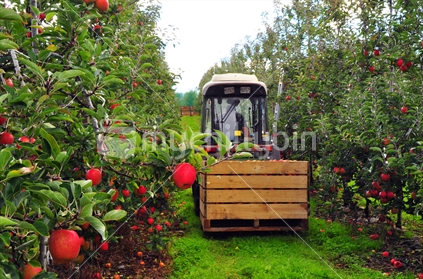 Apple harvest on commercial orchard in the Tasman district, South Island, New Zealand.