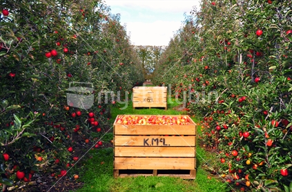 Bins of freshly harvested apples, Tasman District, New Zealand. 