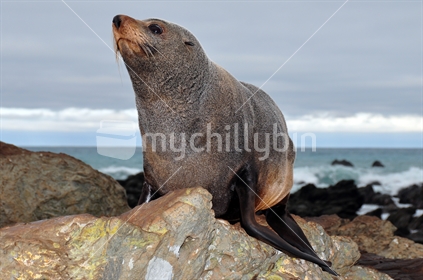 Seal on Rocks at Kaikoura.