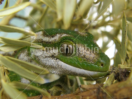 Jeweled gecko